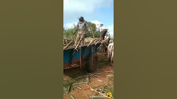 #Sugarcane Sugarcane is been unloading from bullcokcart