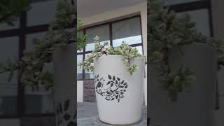 kuchh button plant mere ghar ki boundry per esko taiyar karna abhi baanki hai .comment ,subscribe