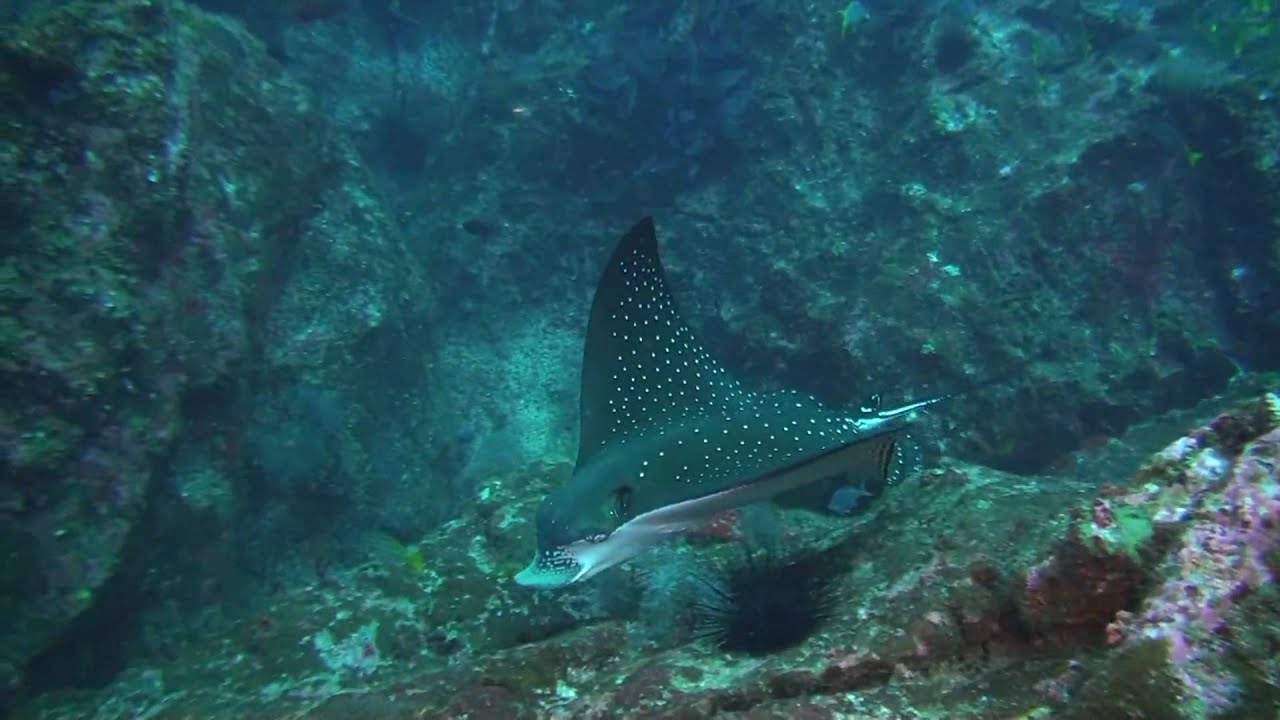 HD Cocos Island Diving 4/4 YouTube