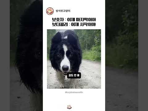 보호자 허락 떨어지기 전 약간 도른 거(?) 같다는 보더콜리 눈빛? thumbnail