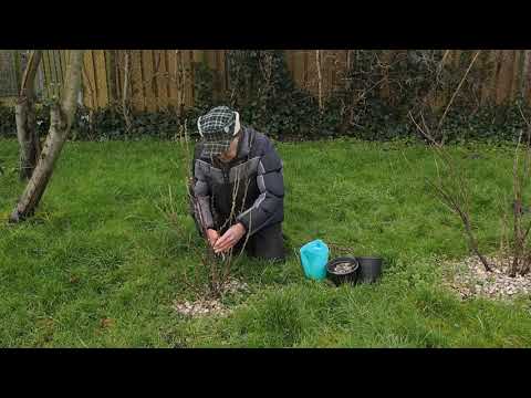 Video: Voortplanting Van Balsem: Hoe Het Te Vermeerderen Door Thuis Stekken, Goed Planten En Rooten, Vegetatieve Ervaring