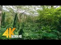 4K Tropical Rainforest - 5 HOURS Birds Chirping in the Woods - Oahu Island, Hawaii