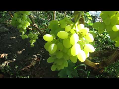 Сорт винограда кишмиш Столетие