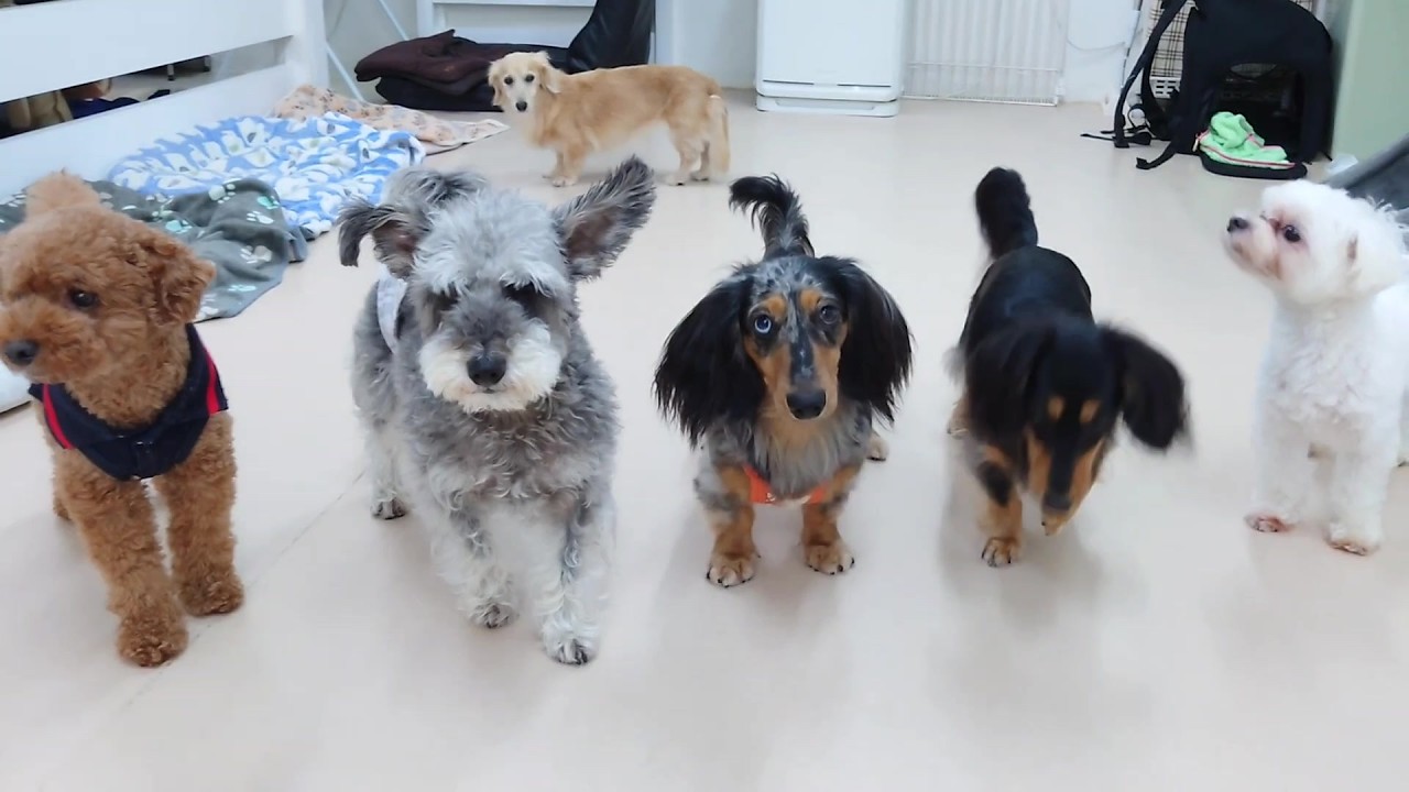 犬のひみつきち｜24時間犬のペットホテル 犬の学童教室｜江東区