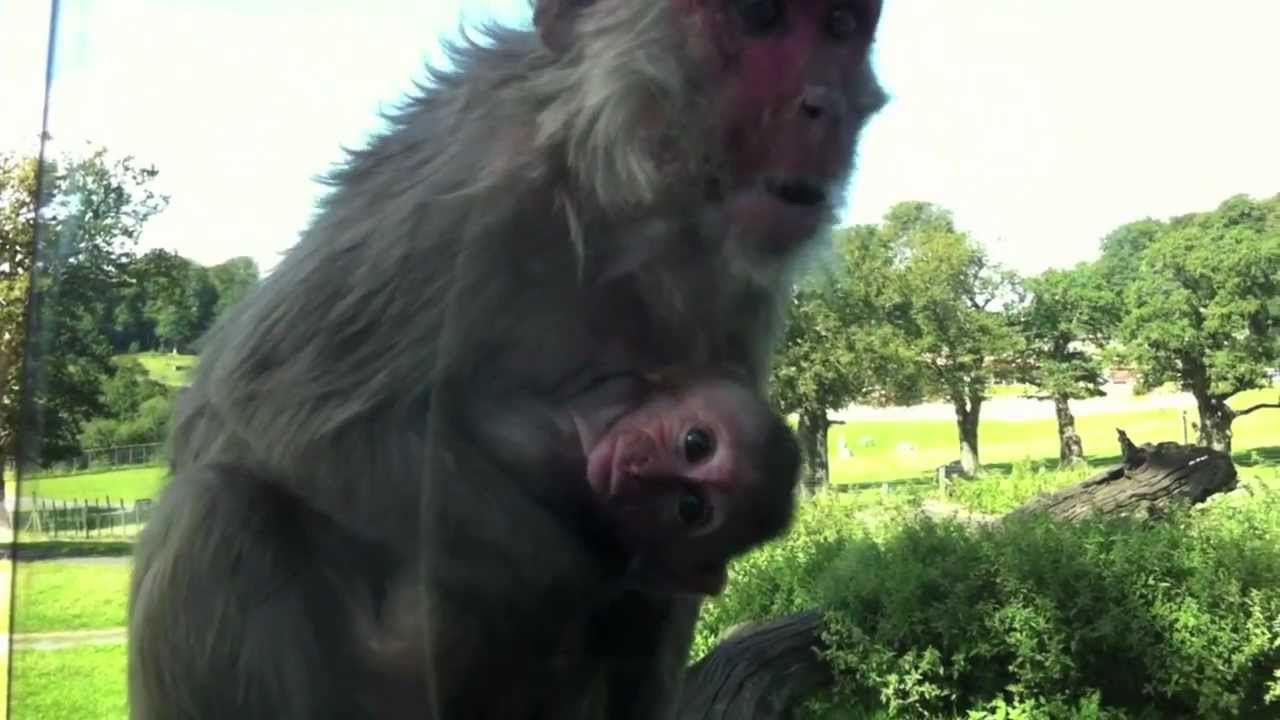 does safari park have monkeys