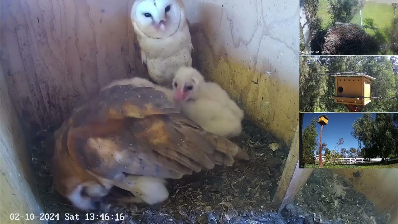 Owls time. Owls time. Часы деревянные в форме совы. Сова (желтая). Owls time.