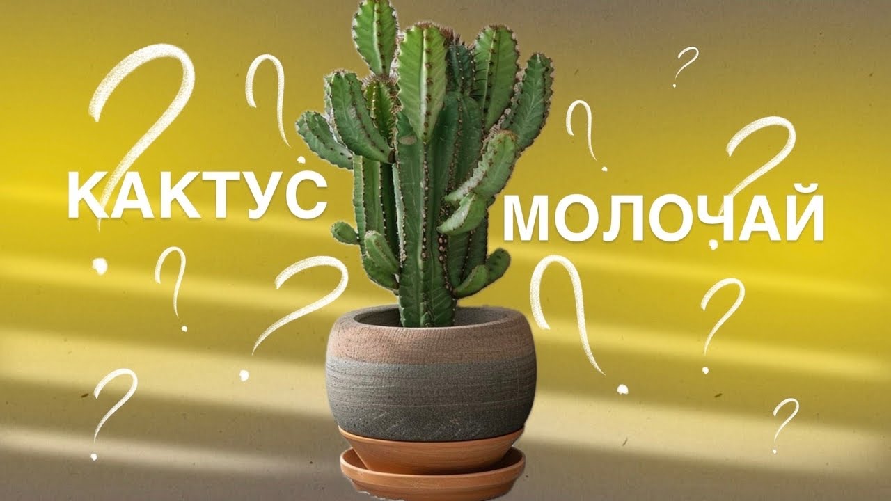 Пересадка «Не Кактус» он же Молочай 