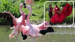 Танго фламинго | Tango flamingos