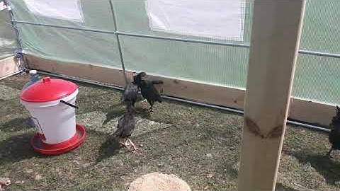 Yug qaib nyob Minnesota