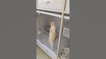 Khoảnh khắc thú cưng khiến bạn cười xỉu 🤣🐶🐱#thucung #dongvatcuoi #shorts