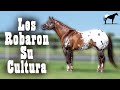 Appaloosa lo que no sabias el secreto del aphcdel cerro soy