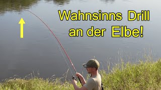 Angeln auf Wels an der Elbe! Dieser Fisch ist nicht zu bremsen!