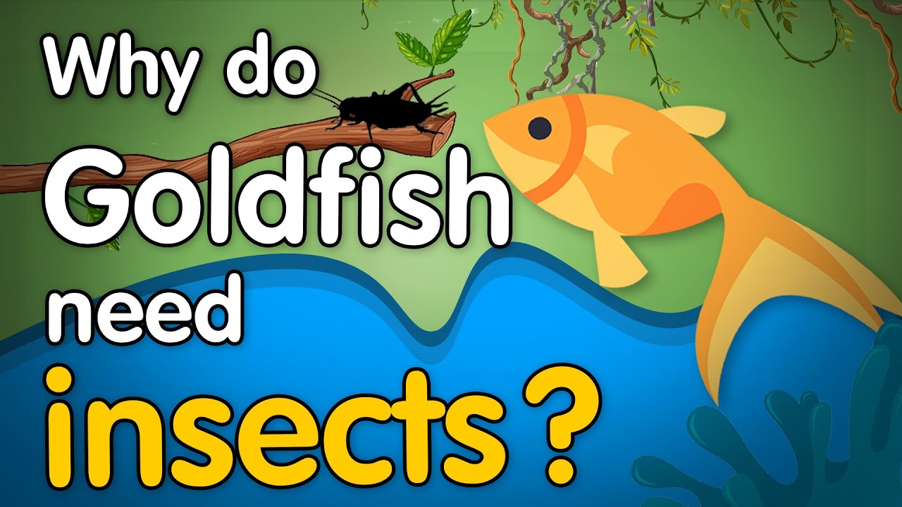 Deep Insect Inside goldfish food : Protein of the future - YouTube