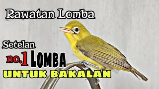 Download Lagu Setelan 1 Lomba Kecial Kuning Lomba MP3