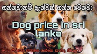 New Dog Price In Sri Lanka Updated Breeds - Wise List How Much Do Dog Cost In Sri Lanka