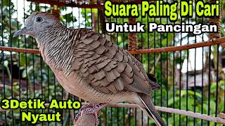 PANCINGAN PERKUTUT SUARA PALING DI SUKAI SEMUA JENIS PERKUTUT HITUNGAN DETIK JAMIN LANGSUNG NYAUT