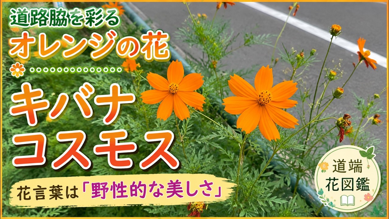 The Orange Flowers Brightening the Roadside | Yellow Cosmos: 