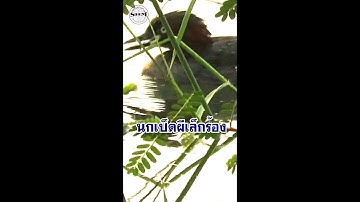 นกเป็ดผีเล็กร้อง