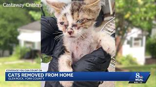 Several cats kittens rescued from York County hoarding situation