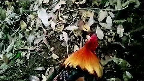 dib qaib qug tuaj zoo heev hnub 13/3/2023 bẫy gà rừng vào rất nhanh mồi bằng loa.