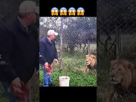 Vídeo: Leões comem servais?