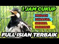 Suara jalak suren gacor full isian masteran lengkap ampuh untuk pancing jalak agar cepat gacor