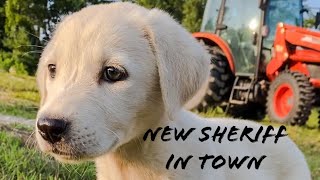 Ayi the Akbash our livestock guardian dog