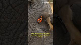 Oxpecker Bird Pulls Giant Parasites From Animals 😱