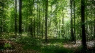 🌳 Relaxing Nature Sounds For Stress Relief, Bird Song, Forest Sounds