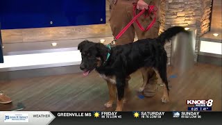 Adopt a Pet: Meet Elvis!