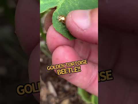 Golden Tortoise Beetle!