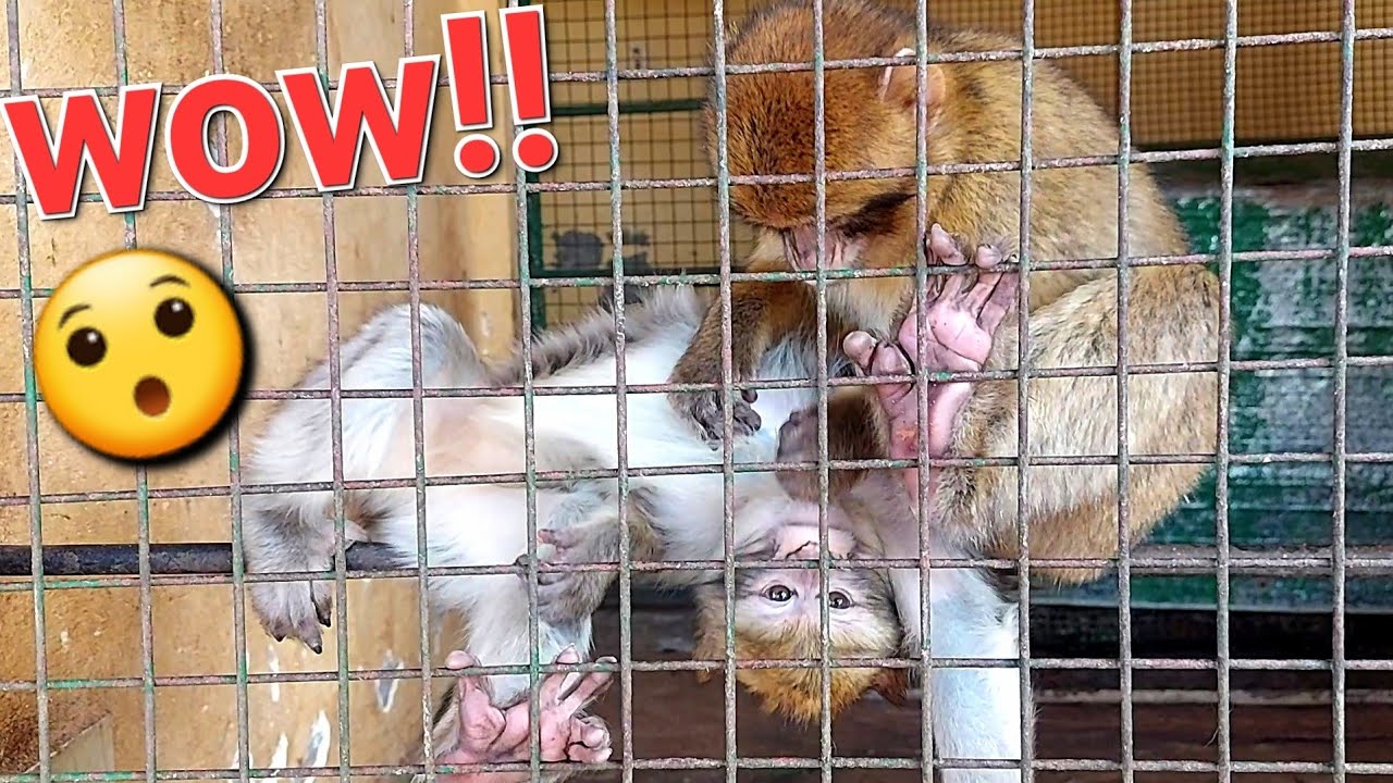 Monkey Grooming Moments!😯🐵