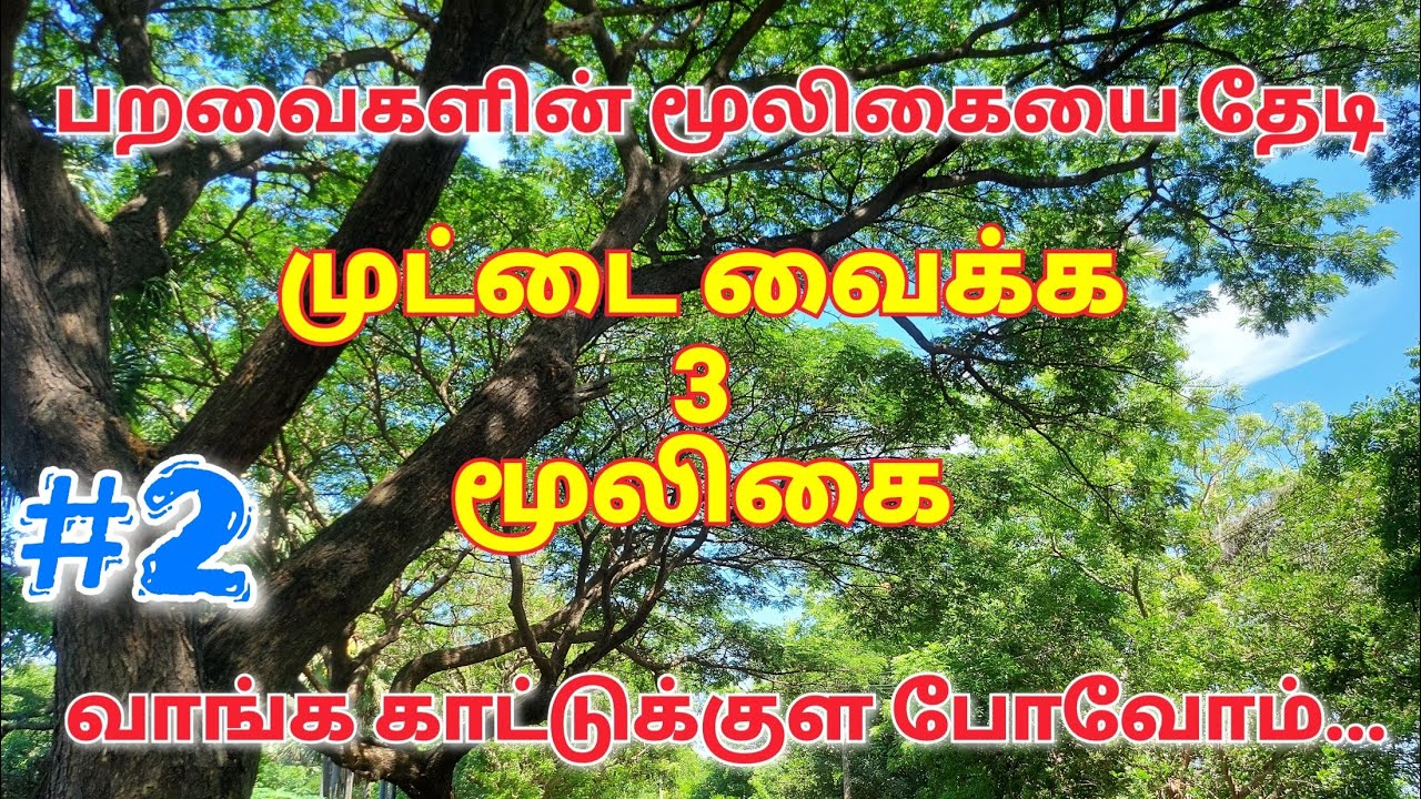 love birds Forest vlog 2 | முட்டை வைக்க முக்கியமான 3 மூலிகை | Breeding tips in tamil | Real Feathers