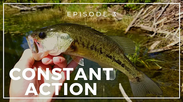 CONSTANT Fish At CHRISTINA LAKE (POSSIBLE Province...