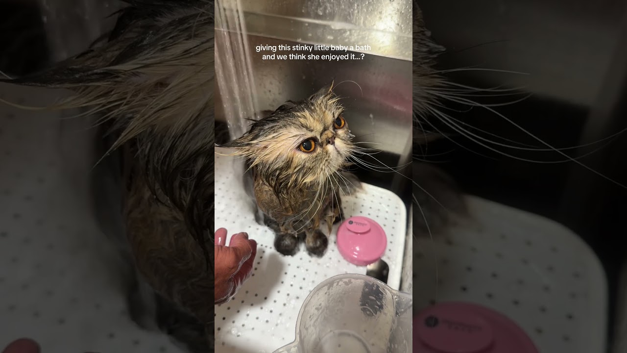 Ureka’s Spa Day Bath 🛁😹 | Tiny Paw