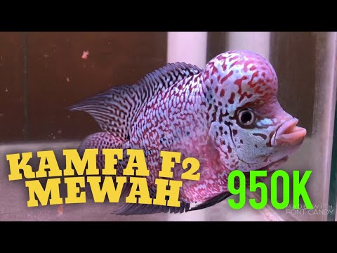 ikan-louhan-kamfa-f2-super-mewah-??-katanya-mau-di-jual-950.000-||-vlog-eiknumoto