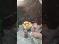 Live highlight
