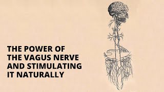 The Power Of The Vagus Nerve And Stimulating It Naturally