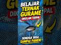 Belajar ternak gurame di koala terpal #gurame #ternak #kulawargibaraya #kolamterpal