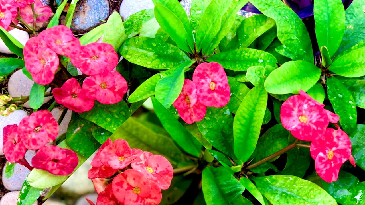 How to Care &amp; Grow Euphorbia Milli Crown of thorns