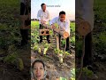 Nhổ củ cải giải trí@ #viral2026 #farming
