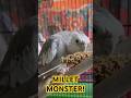 How to eat Millet? #asmr #birds #shorts