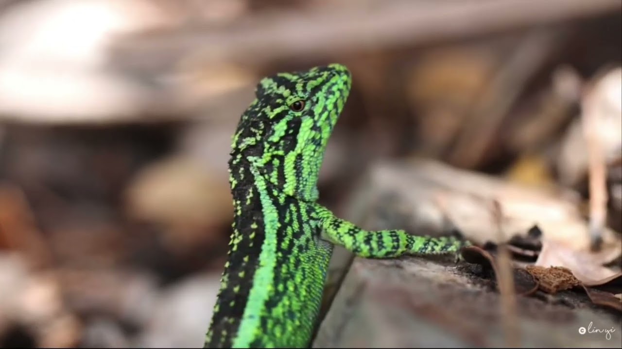 翡翠龙蜥| Emerald Dragon Lizard - YouTube