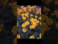 #flower #beautiful #viral #viralvideo #plant #leaf #yellow #फुल #पुष्प #yellow #green #ফুল #പുഷ്പം