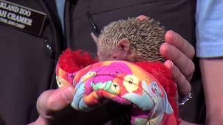 Wildlife Wednesday with Oakland Zoo - Tenrec