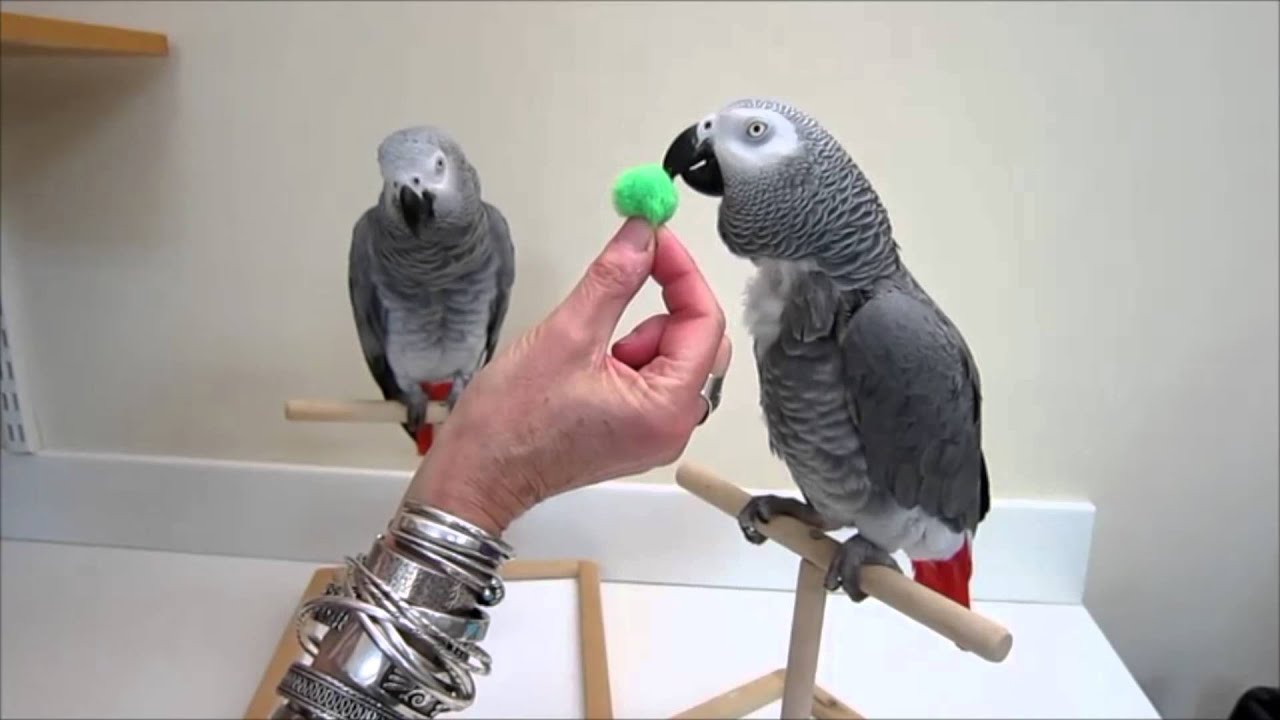 Griffin e Irene Pepperberg mandam um recado para os fãs brasileiros.