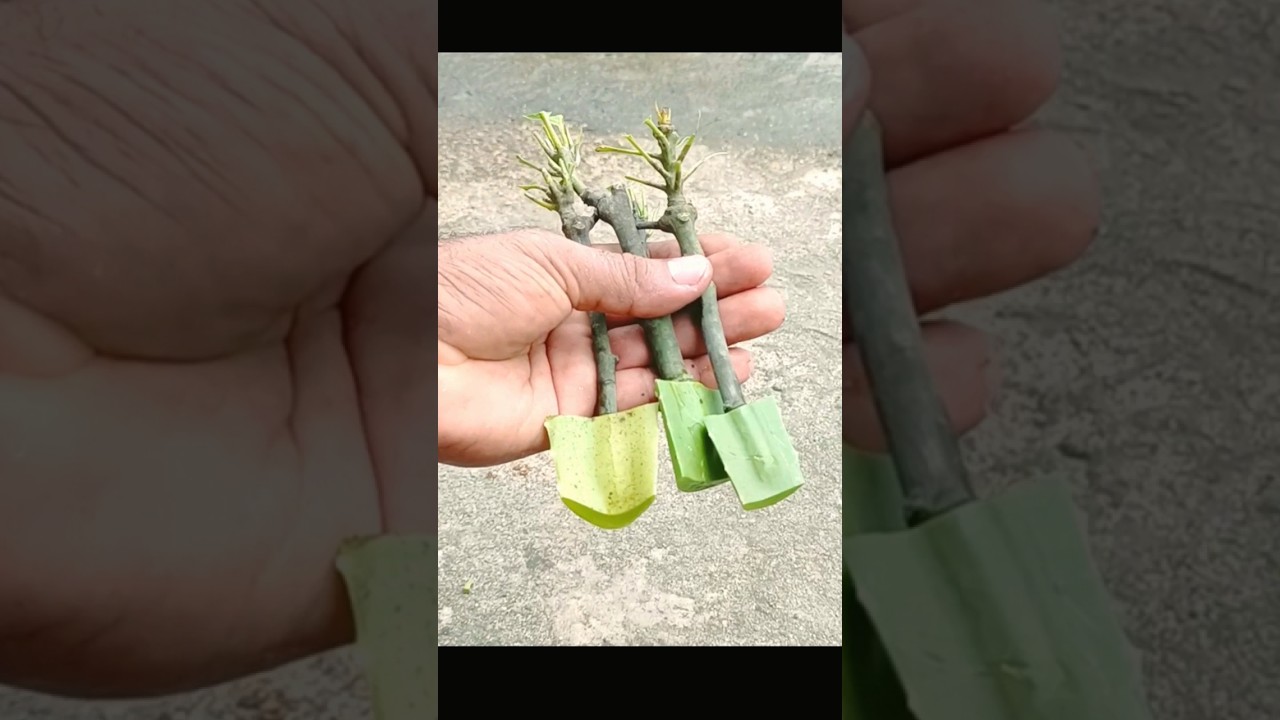 Growing mango tree using aloe vera #shorts #short #shortsvideo #Graftingvideo #Grafting #gardening