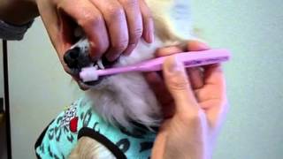 [VIVATEC] Sig One Pet Toothbrush screenshot 5