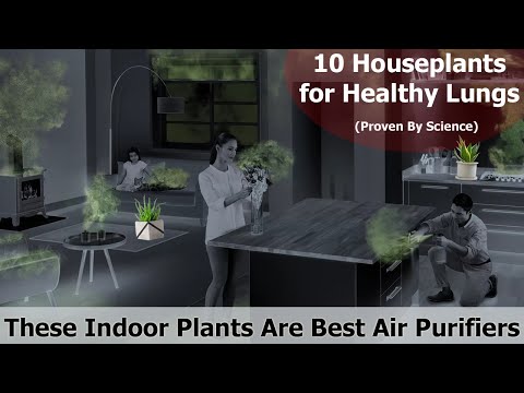 Video: Kambarinių plaučių augalų priežiūra – patarimai, kaip auginti plaučius kaip kambarinį augalą