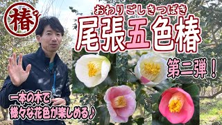 椿HACOページ 椿（ツバキ）：縞千鳥 4号ポット の通販 | 園芸ネット